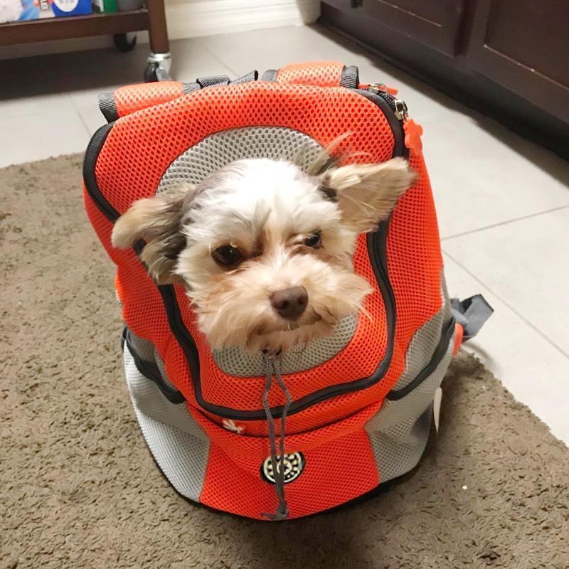 🔥Backpack for Dogs/Cats🔥