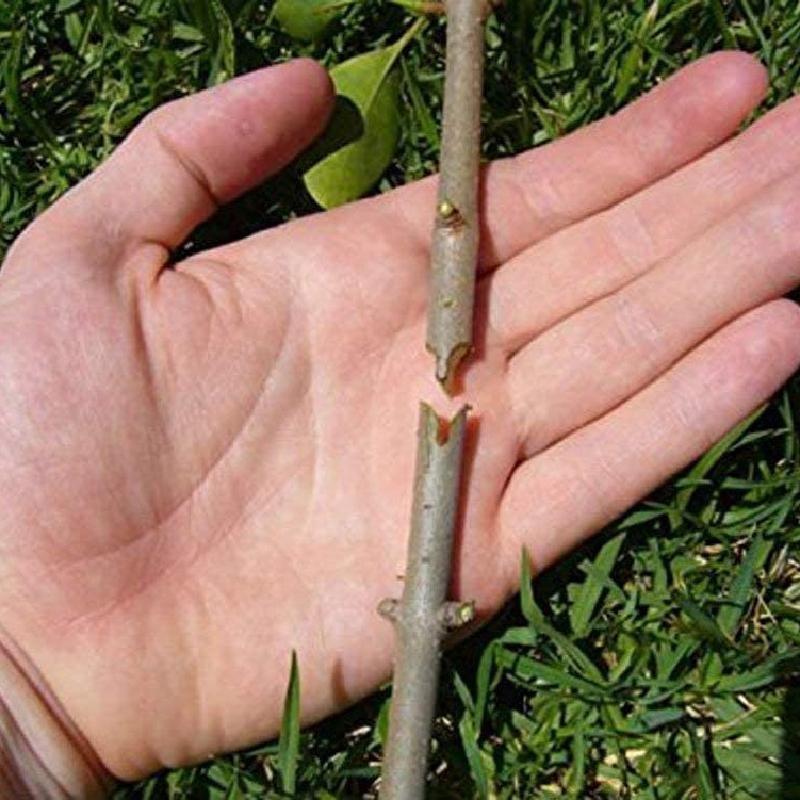 Professional Nursery Grafting Tool