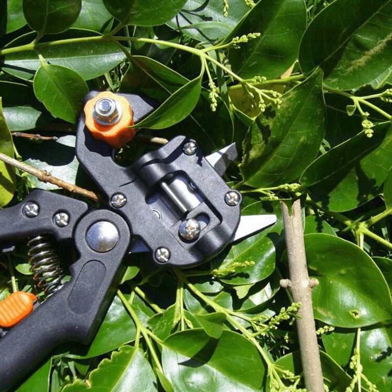 Professional Nursery Grafting Tool